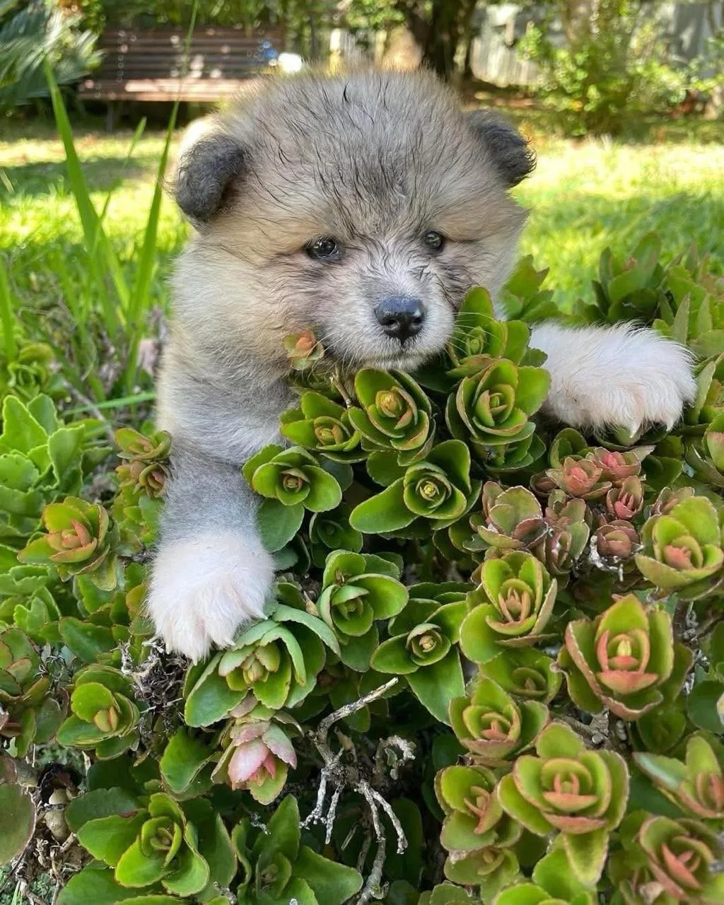 Filhote de Akita em jardim florido