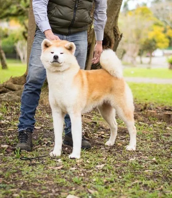 Akita adulto em área externa