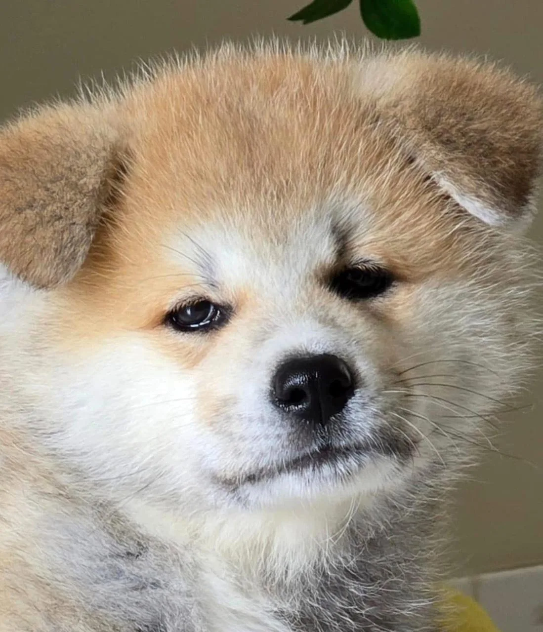 Close expressivo de filhote de Akita