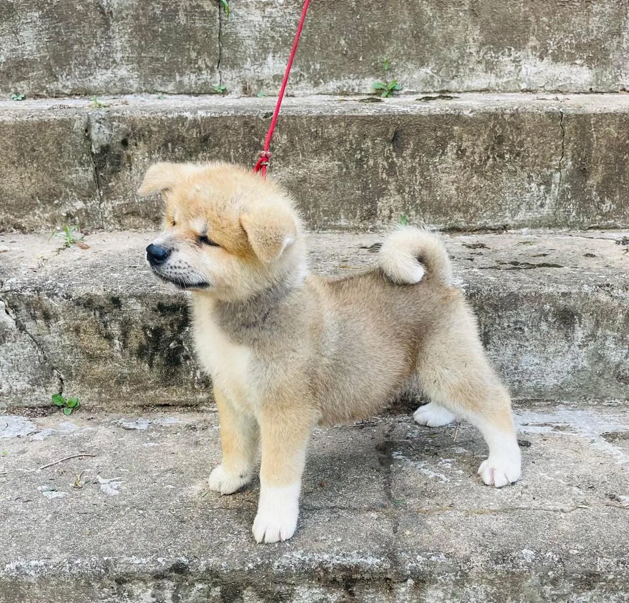 Filhote de Akita em postura estruturada