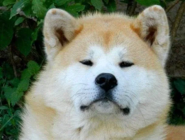 Retrato nobre de um Akita adulto