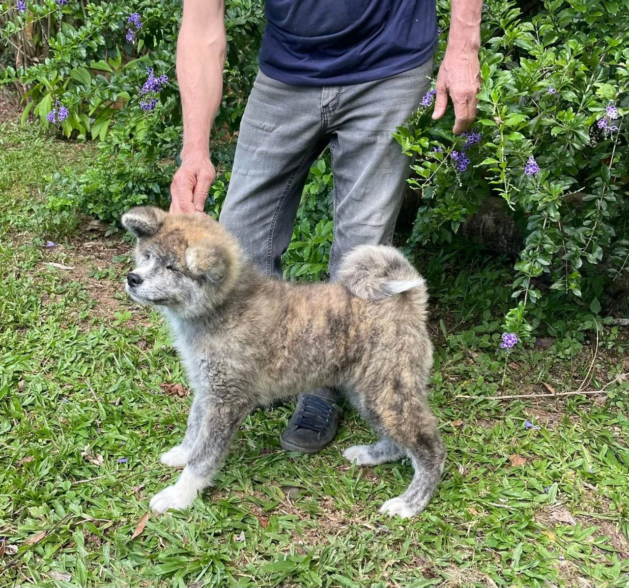 Filhote de Akita em socialização