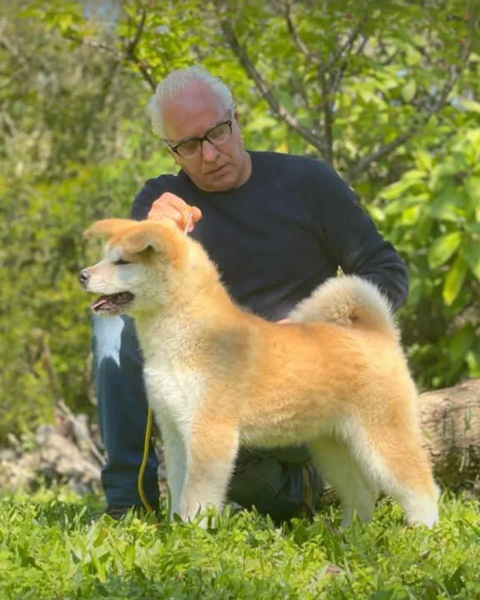 Akita adulto junto ao criador
