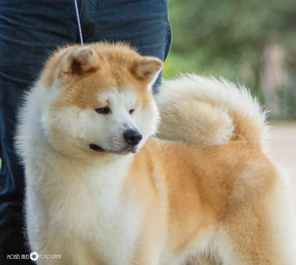Akita em pose de exposição oficial
