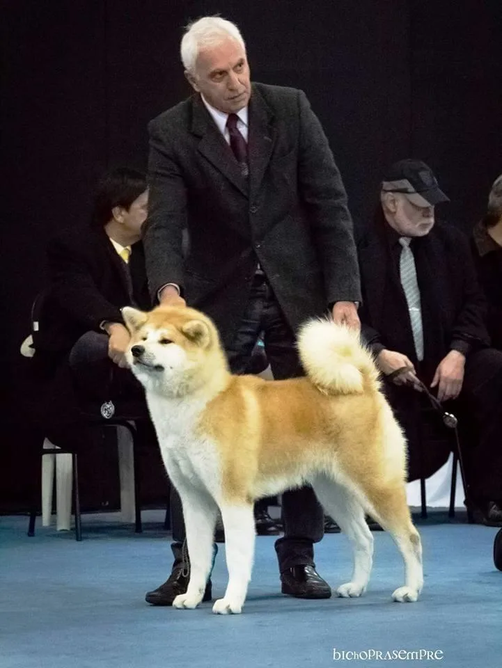 Akita em ringue de julgamento