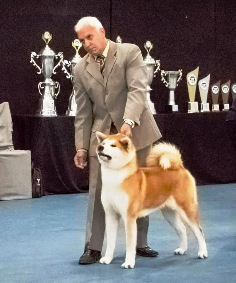 O criador e seu Akita diante de troféus